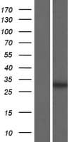 PRR32 / CXorf64 Protein (Over-Expression Lysate Myc-DDK (Flag))
