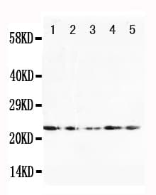 FGF10 Antibody (aa76-91)