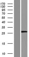 LRRC75A / C17orf76 Protein (Over-Expression Lysate Myc-DDK (Flag))