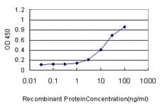 RAD51L3 / RAD51D Antibody (clone 1C8-3C12)