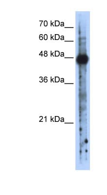 RBMS2 / SCR3 Antibody (N-Terminus)