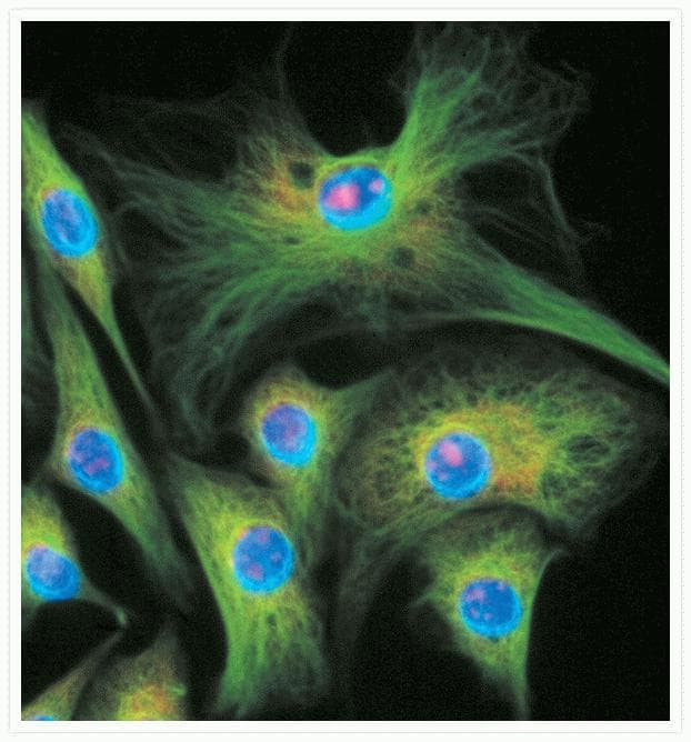 Alpha Tubulin Antibody (clone 236-10501)