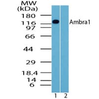 IHC-plus™ Polyclonal Rabbit anti-Human AMBRA1 Antibody (aa1-50, IHC, WB)