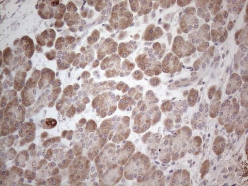 MARK4 Antibody (aa390-467, clone OTI9B7, Carrier-free)