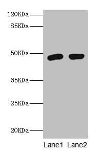 FCMR / FAIM3 Antibody (aa18-262)