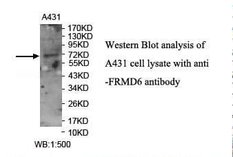FRMD6 Antibody (aa446-614)