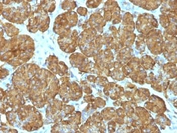 CYCS / Cytochrome c Antibody (clone CYCS/1010, Ready-to-Use)