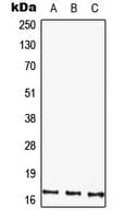 HMGIY / HMGA1 Antibody (C-Terminus)