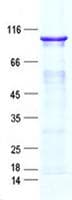 Human ZNF205 Protein (Recombinant GST, N-terminus + His, C-terminus)
