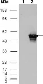 GABPA / NRF2 Antibody (clone 8C1B10)