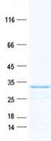 Human KLK14 / Kallikrein 14 Protein (Recombinant His, N-Terminal)