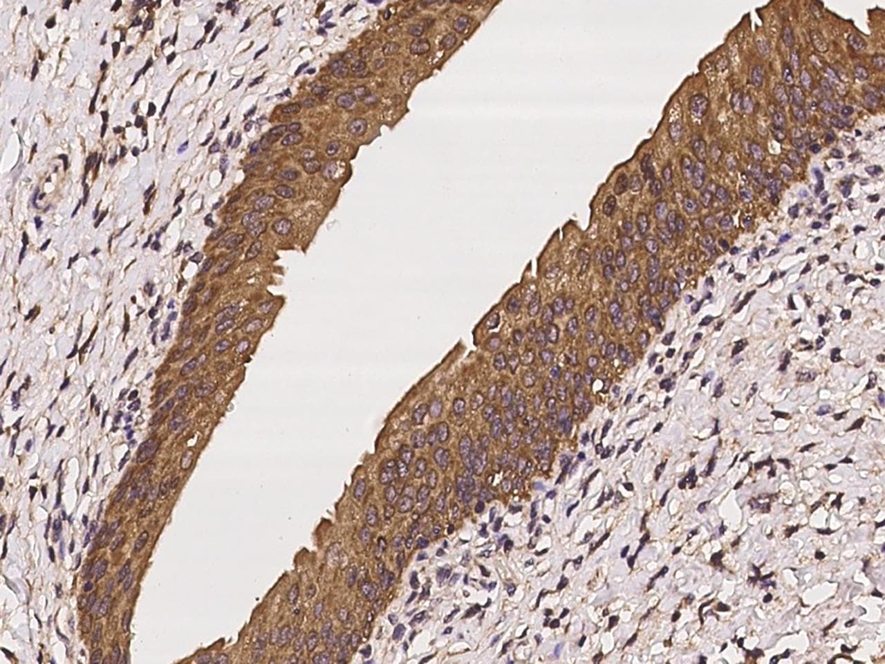 C6orf47 / G4 Antibody