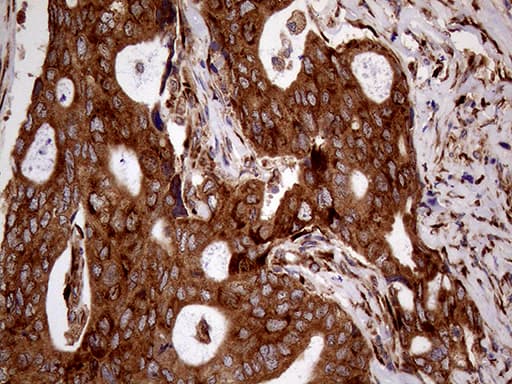 RRBP1 / hES Antibody (aa484-590, clone OTI3F1)