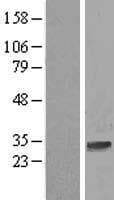 LENG1 Protein (Over-Expression Lysate Myc-DDK (Flag))