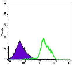BECN1 / Beclin-1 Antibody (clone 2A4)