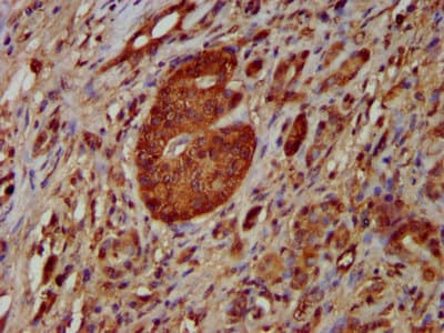 NOMO1 / PM5 Antibody