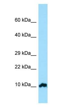 FKBP1A / FKBP12 Antibody (N-Terminus)