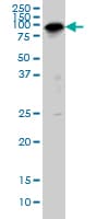 Monoclonal Mouse anti-Human SP1 Antibody (clone 4H6, IF, WB)