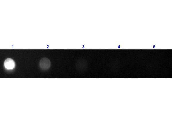 Goat Anti-Cat IgG Fc Secondary Antibody (FITC)