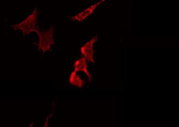NCF1 / p47phox / p47 phox Antibody