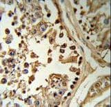 Polyclonal Rabbit anti-Human SETD8 / SET8 Antibody (aa220-249, IHC, WB)