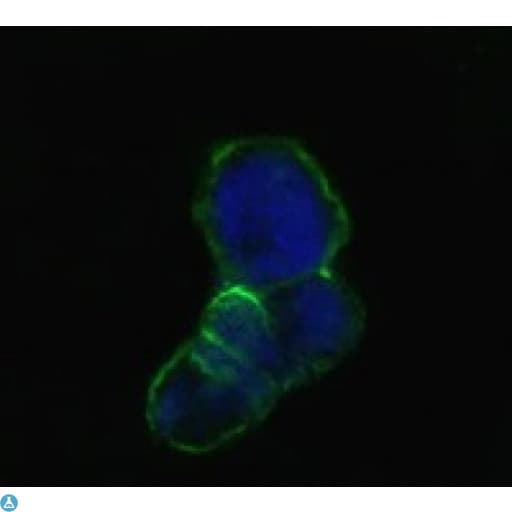 Monoclonal Mouse anti-Human LCN1 / Lipocalin-1 Antibody (IHC, IF, WB)