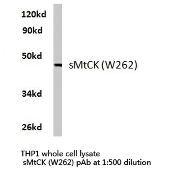 CKMT2 Antibody (Trp262)