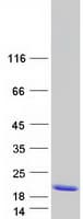 Human MTCP1 Protein (Recombinant Myc-DDK (Flag))