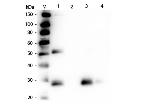 Rabbit Anti-Rat IgG Fab'2 Secondary Antibody (AP)