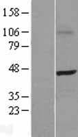 SKAP1 / SCAP1 Protein (Over-Expression Lysate Myc-DDK (Flag))