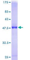 Human RAB7B Protein (Recombinant GST)