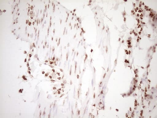 NUDT21 Antibody (aa2-227, clone OTI5B3)