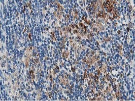 PTP1B Antibody (clone OTI2G3, Carrier-free)