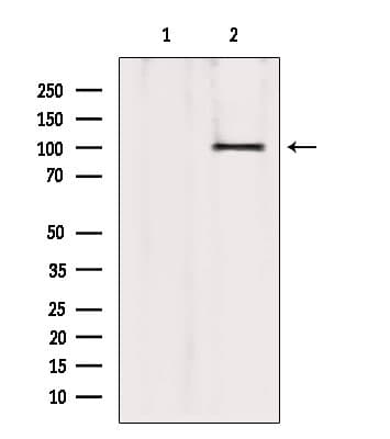 Polyclonal Rabbit anti-Human ATP2A1 / SERCA1 Antibody (IF, WB)