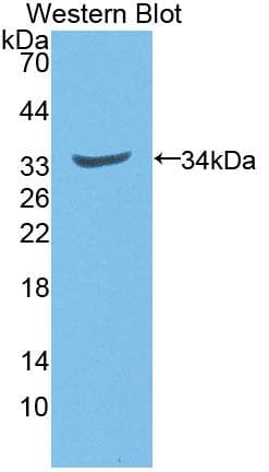 NQO1 Antibody (aa2-273, Biotin)