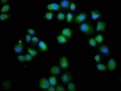 LMO7 Antibody
