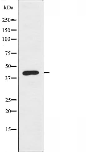 PRKAR2A Antibody