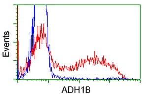 ADH2 / ADH1B Antibody (clone OTI1H7)