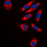 TRAF3IP1 Antibody (Internal)