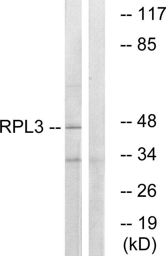 RPL3 / Ribosomal Protein L3 Antibody