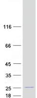 Human POLR1D Protein (Recombinant Myc-DDK (Flag))