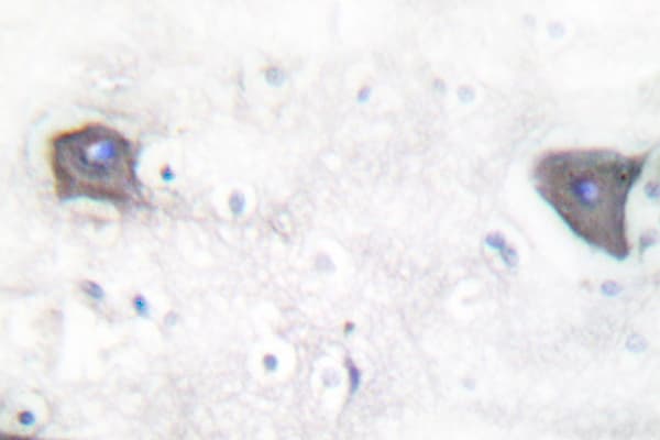 NOTCH1 Antibody (Val1754)
