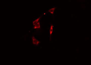BST2 Antibody
