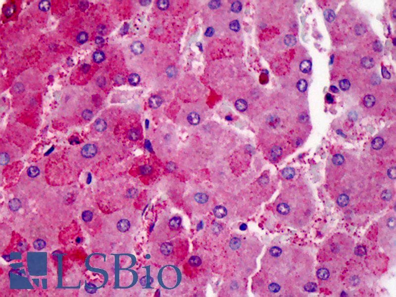 IHC-plus™ MAP4K4 Antibody (aa931-947)