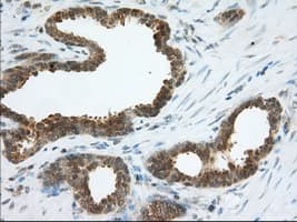 ACAT2 Antibody (clone OTI5C9, Carrier-free)