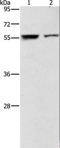 ARHGAP15 Antibody
