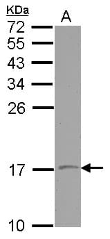 VAMP1 / VAMP-1 Antibody