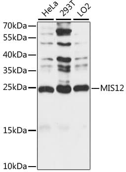 MIS12 Antibody