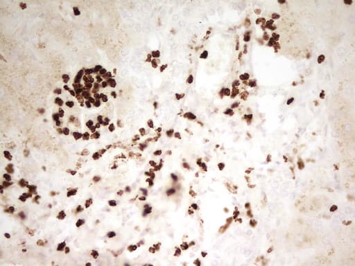 IHC-plus™ MNDA Antibody (aa37-321, clone 4H6)