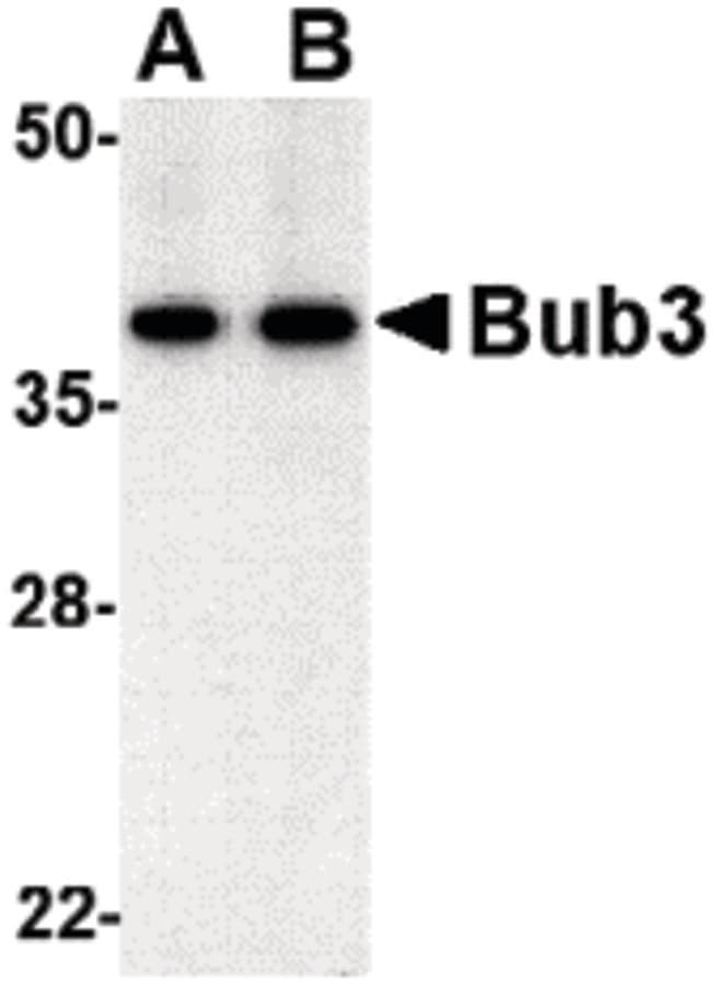 IHC-plus™ Polyclonal Rabbit anti-Human BUB3 Antibody (IHC, IF, WB)